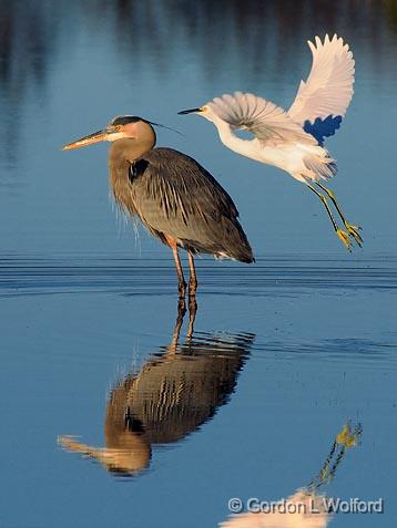 Egret Flying Over A Heron_34680.jpg - Great Blue Heron (Ardea herodias)Snowy Egret (Egretta thula)Photographed along the Gulf coast near Port Lavaca, Texas, USA. 